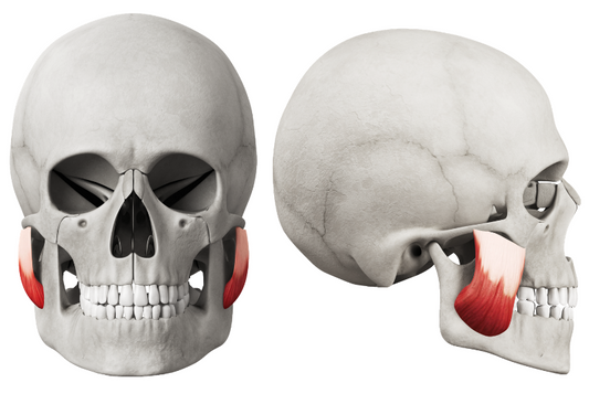 Is het veilig om met de Jawliner te trainen?